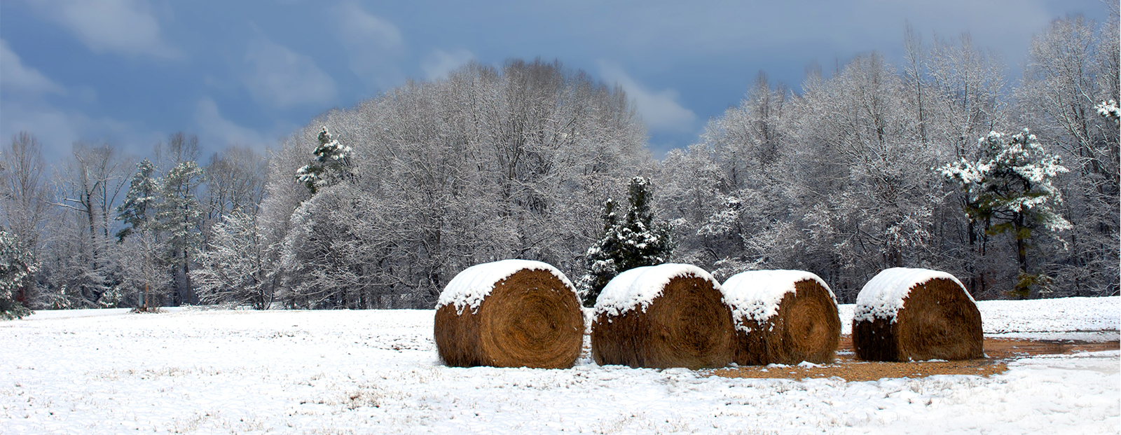 Hay bales in field that's covered in snow