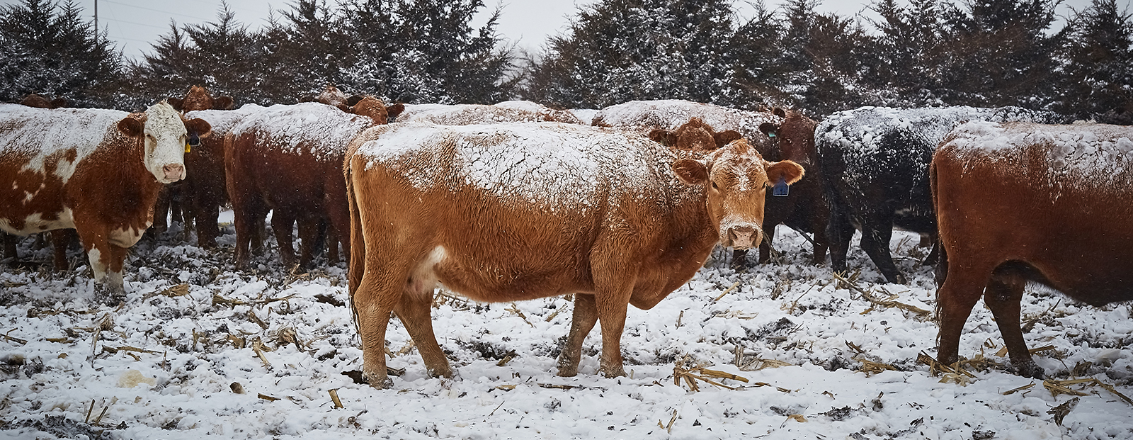 Cows
