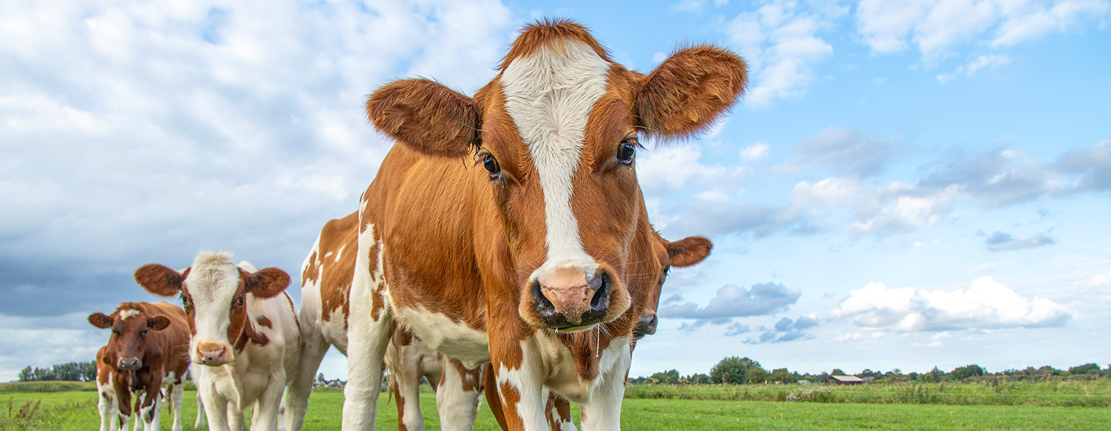 Cow