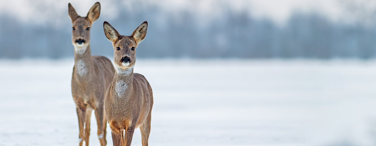 Deer