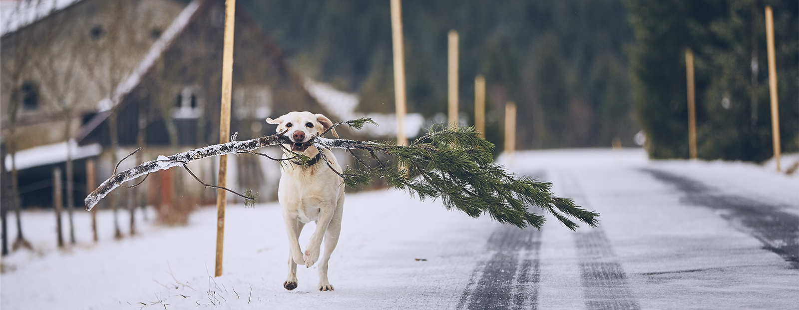 Dog